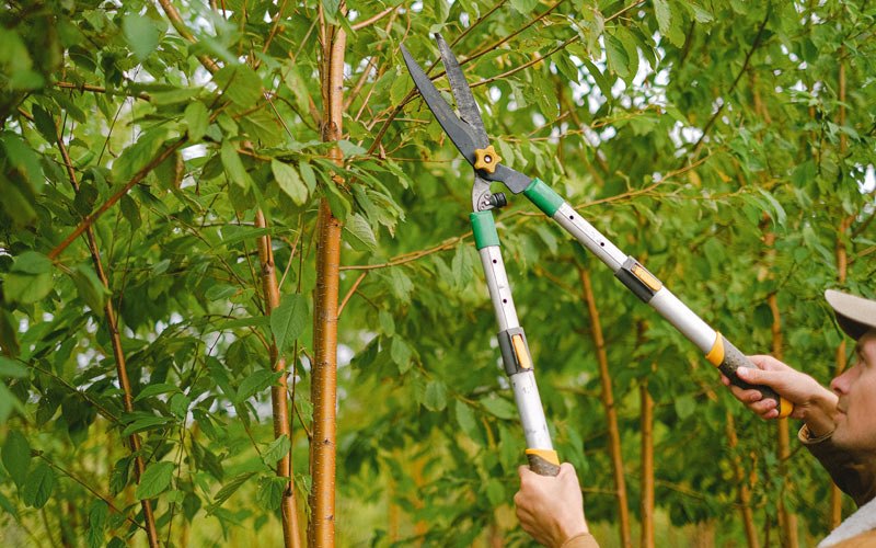 Tree trimming in Payson, IL